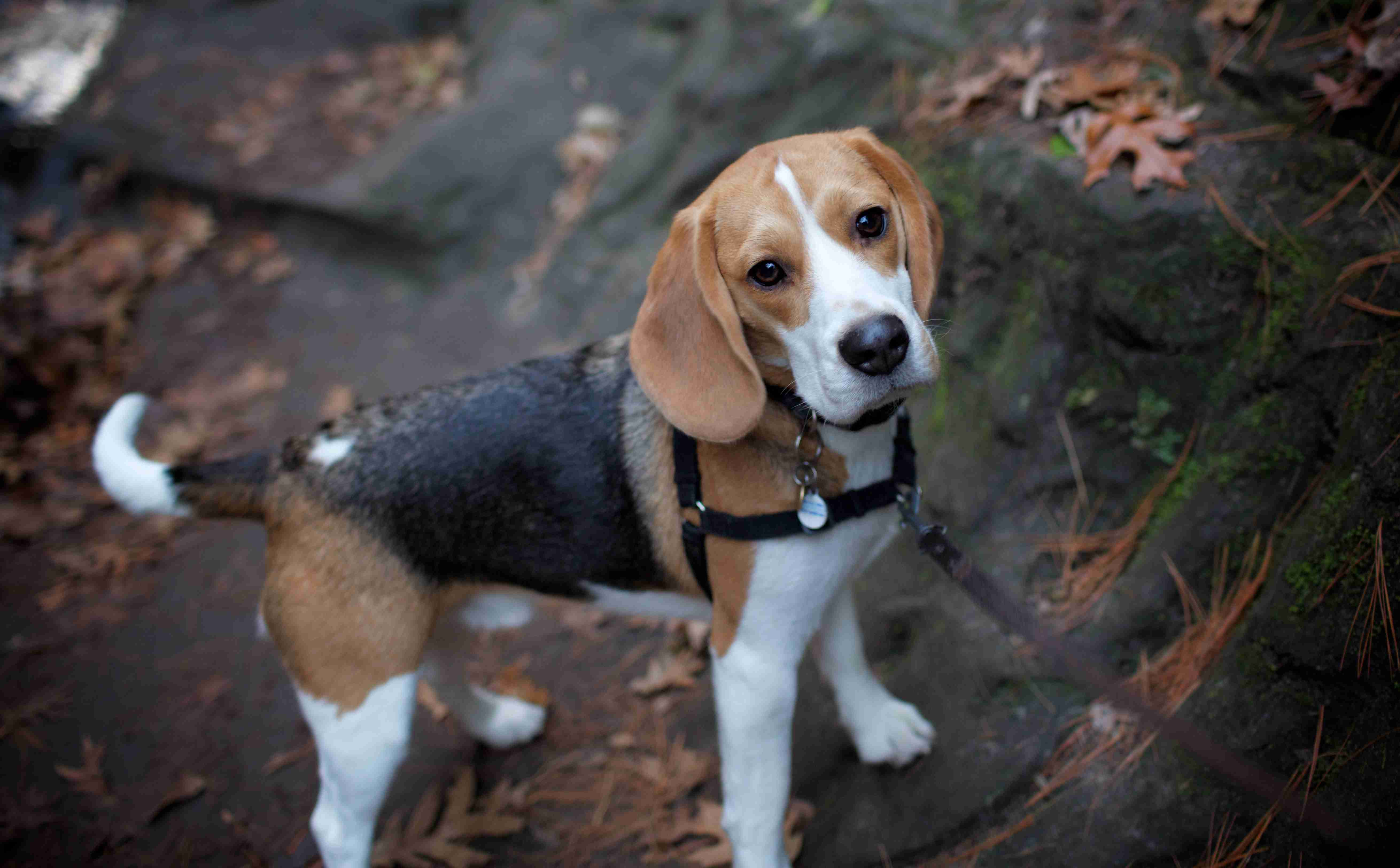 Road Trip Safety: Tips for Keeping Your Beagle Secure in the Car
